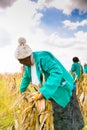 Commercial Maize Farming in Africa