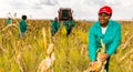 Commercial Maize Farming in Africa