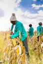 Commercial Maize Farming in Africa