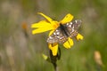 Witbonte parelmoervlinder, Cynthia's Fritillary, Euphydryas cynt Royalty Free Stock Photo