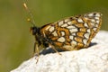 Witbonte parelmoervlinder, Cynthia's Fritillary, Euphydryas cynt Royalty Free Stock Photo