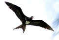 Witbuikfregatvogel, Christmas Island Frigatebird, Fregata andrewsi Royalty Free Stock Photo