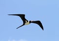 Witbuikfregatvogel, Christmas Island Frigatebird, Fregata andrewsi Royalty Free Stock Photo