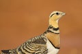 Witbuikzandhoen, Pin-tailed Sandgrouse, Pterocles alchata Royalty Free Stock Photo