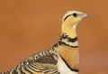 Witbuikzandhoen, Pin-tailed Sandgrouse, Pterocles alchata Royalty Free Stock Photo