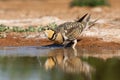 Witbuikzandhoen, Pin-tailed Sandgrouse, Pterocles alchata Royalty Free Stock Photo