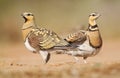 Witbuikzandhoen, Pin-tailed Sandgrouse, Pterocles alchata Royalty Free Stock Photo