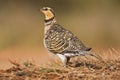 Witbuikzandhoen, Pin-tailed Sandgrouse, Pterocles alchata Royalty Free Stock Photo