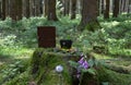 witch altar offering in a forest on a mossy root in summer Royalty Free Stock Photo