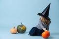 Witch girl is playing with pumpkins, sitting on the floor. Royalty Free Stock Photo