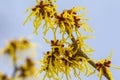 Witch hazel Royalty Free Stock Photo