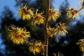 Witch hazel that yellow beautiful flowers bloom early spring. Royalty Free Stock Photo