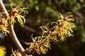 Witch hazel that yellow beautiful flowers bloom early spring. Royalty Free Stock Photo