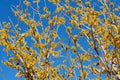 Witch hazel that yellow beautiful flowers bloom early spring. Royalty Free Stock Photo