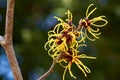 Witch hazel that yellow beautiful flowers bloom early spring. Royalty Free Stock Photo