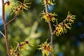 Witch hazel that yellow beautiful flowers bloom early spring. Royalty Free Stock Photo