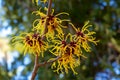 Witch hazel that yellow beautiful flowers bloom early spring. Royalty Free Stock Photo