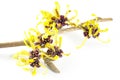 Witch hazel in bloom isolated on white background Royalty Free Stock Photo