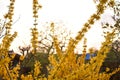 Witch hazel blooming on sunny day in Berlin Germany