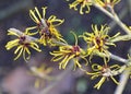 Witch Hazel Branch Royalty Free Stock Photo