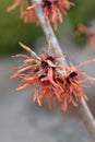 Witch Hazel Diane Royalty Free Stock Photo
