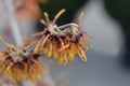 Witch Hazel Diane Royalty Free Stock Photo