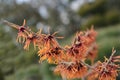 Witch Hazel Diane Royalty Free Stock Photo