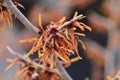 Witch Hazel Diane Royalty Free Stock Photo