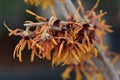 Witch Hazel Diane Royalty Free Stock Photo