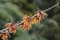 Witch Hazel Diane Royalty Free Stock Photo