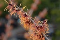 Witch Hazel Diane Royalty Free Stock Photo