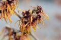 Witch Hazel Diane Royalty Free Stock Photo