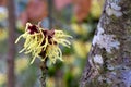 Witch Hazel Flower 01