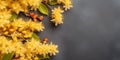 Witch hazel flower plant blurred beauty photo, copy space background Royalty Free Stock Photo