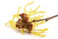 Witch hazel flower Royalty Free Stock Photo
