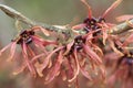 Witch hazel flowers