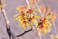 Witch hazel flowers Royalty Free Stock Photo