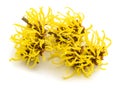 Witch hazel flowers Royalty Free Stock Photo