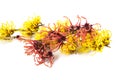 Witch hazel flowers Royalty Free Stock Photo