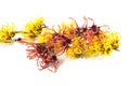 Witch hazel flowers Royalty Free Stock Photo