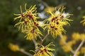 Witch hazel flowers Royalty Free Stock Photo