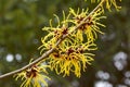 Witch hazel flowers Royalty Free Stock Photo