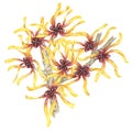 Witch hazel flowers on tree branch clipart. Hamamelis virginiana twig. Watercolor illustration for cosmetics, herbal