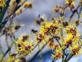 Witch hazel - Hamamelis in full bloom Royalty Free Stock Photo