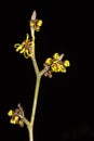 Witch Hazel (Hamamelis) isolated on black Royalty Free Stock Photo