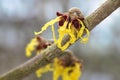 Witch hazel hamamelis mollis in bloom, yellow flowers of the m