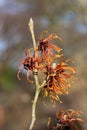 Witch Hazel Royalty Free Stock Photo