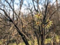Witch hazel or Hamamelis virginiana in spring. The tree in bloom Royalty Free Stock Photo