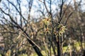Witch hazel or Hamamelis virginiana in the spring. The tree in bloom Royalty Free Stock Photo
