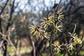 Witch hazel or Hamamelis virginiana in spring. Tree in bloom Royalty Free Stock Photo